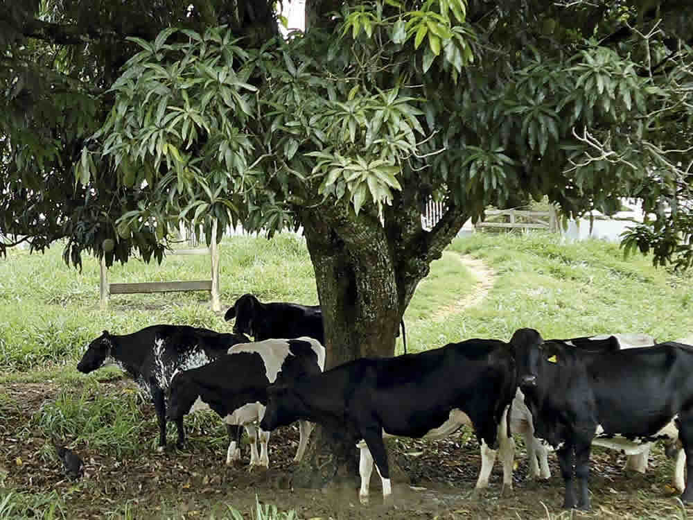 Pré e pós-parto das vacas garantem aumento da produção de leite