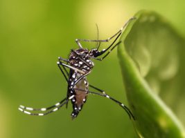 Saiba quais são os principais sintomas da dengue hemorrágica