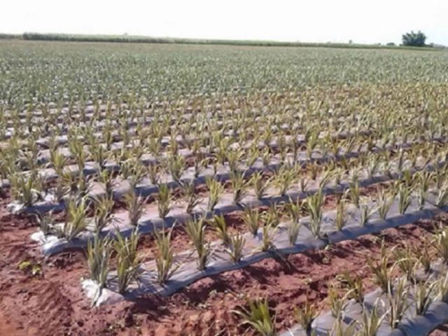 Mulching: produtores de abacaxi apostam em novo modelo de cultivo