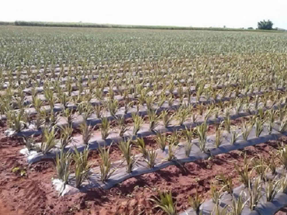 Mulching: produtores de abacaxi apostam em novo modelo de cultivo
