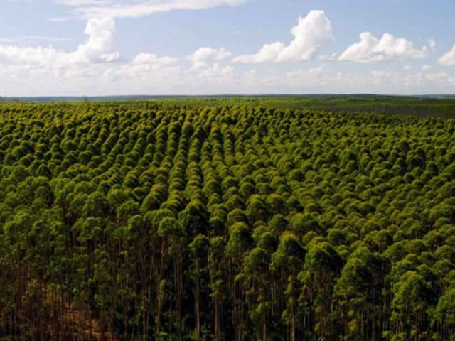 Exportações do setor de florestas plantadas rendem US$ 7,4 bi