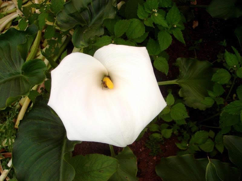 Cultivo de flores ganha mercado em Dores do Rio Preto