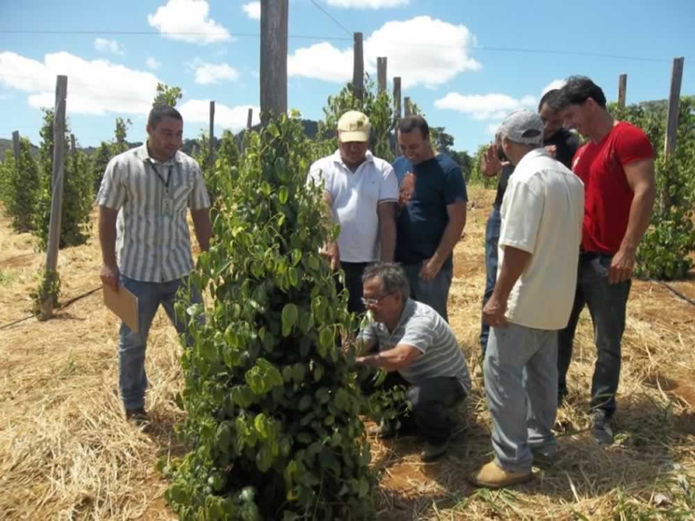 Produção de pimenta-do-reino chama a atenção de agricultores de Água Doce do Norte