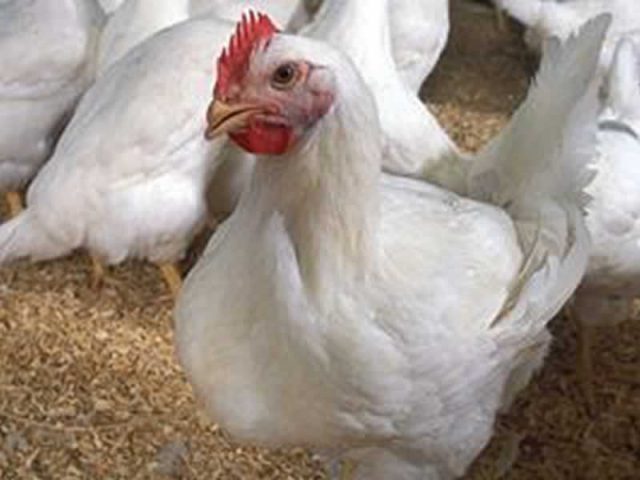 FRANGO/CEPEA: Em um ano, frango se valoriza mais que concorrentes