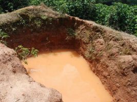 Programas da cafeicultura são fundamentais para a sustentabilidade