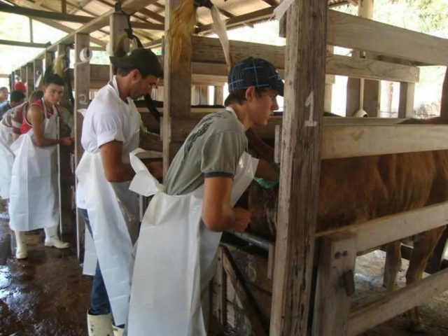Começa curso de inseminação artificial de bovinos em Cachoeiro de Itapemirim