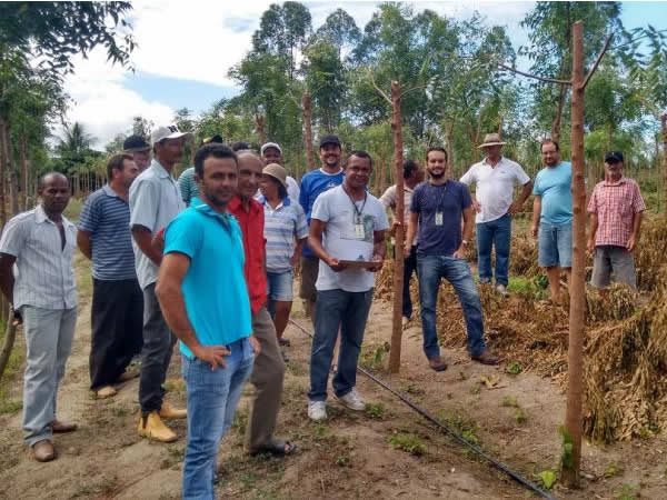 Produtores de São Mateus visitam cultivo de pimenta-do-reino em Jaguaré