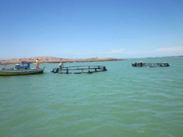 Espírito Santo possui projeto pioneiro em criação de peixes no mar