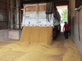 Capacidade de armazenagem de grãos continua insuficiente no Brasil