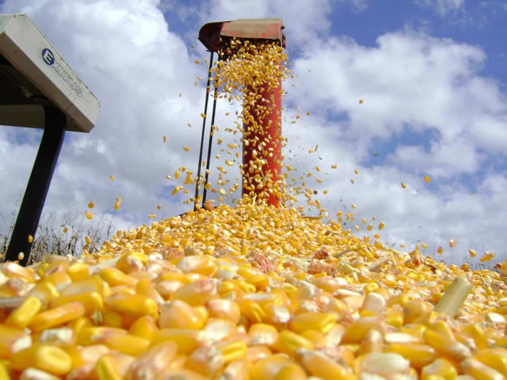 Ministra da Agricultura propõe isenção de PIS/Cofins para importação de milho