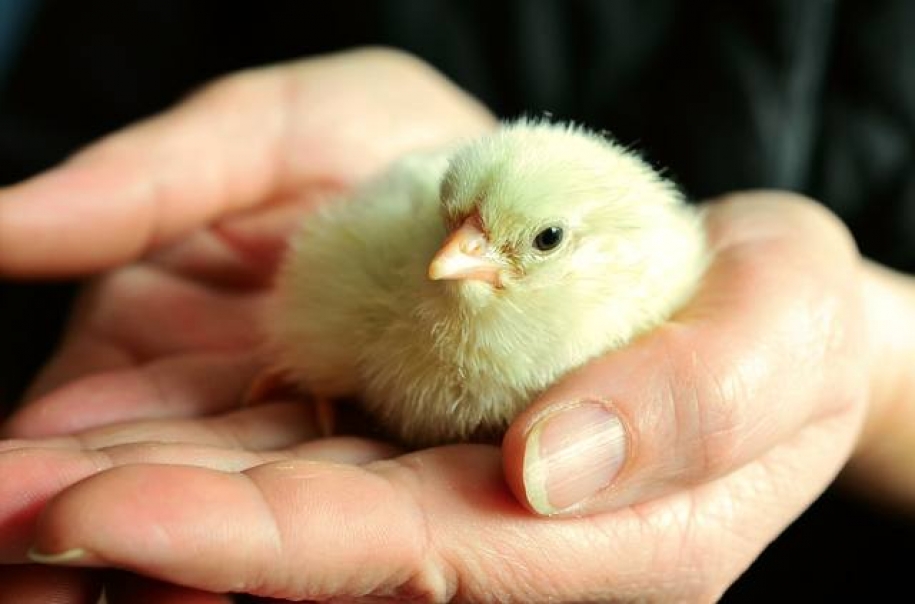 Setor de genética avícola lança marca internacional