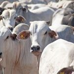 pecuária boi bovino brucelose