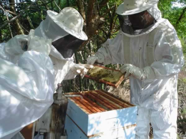 Indicação Geográfica: Mel do Pantanal é oportunidade de negócios para apicultores