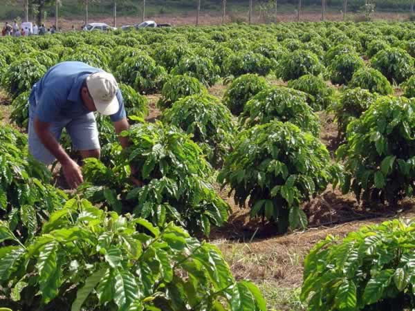 Agricultores familiares participam de curso de café com sustentabilidade
