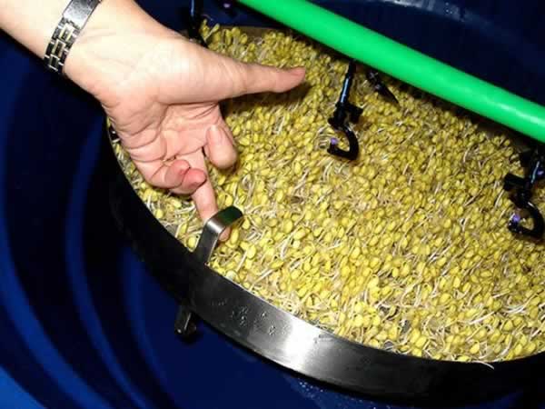 Tecnologia simples agiliza produção de brotos de soja para pequenos agricultores