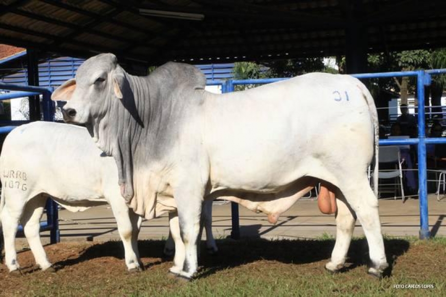 Boi Brahman é ótima opção para pecuarista de gado de corte