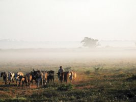 Inscrições de Projetos +Pesquisa AgroCapixaba até 31 de maio