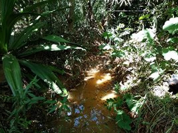 A goiaba tá na safra e a gente tem a - Orquídea Alimentos