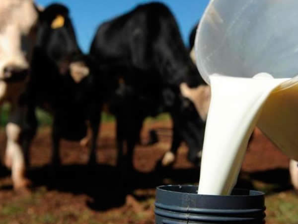 Preços do leite ao produtor devem seguir firmes em curto e médio prazos