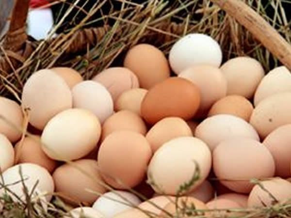 Países importadores de ovos comerciais no primeiro quadrimestre de 2016