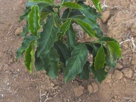 Mudas de café em sacolas de TNT têm pegamento normal no campo