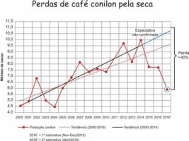 Produção de conilon capixaba deve ter queda de até 40%