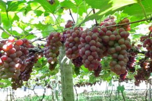 Programa de Fruticultura de Linhares será apresentado a produtores rurais