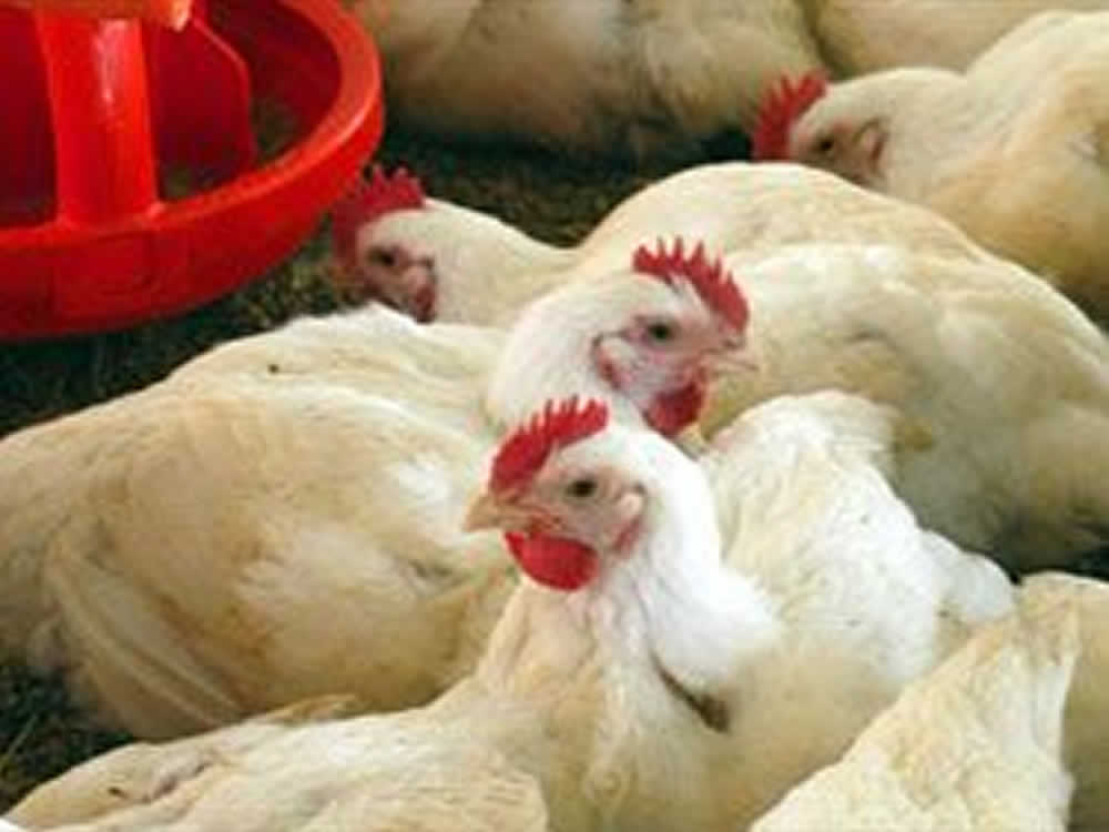 Cadeia do frango sofre com crise do milho e preços baixos, Boi gordo e suíno vivo em alta
