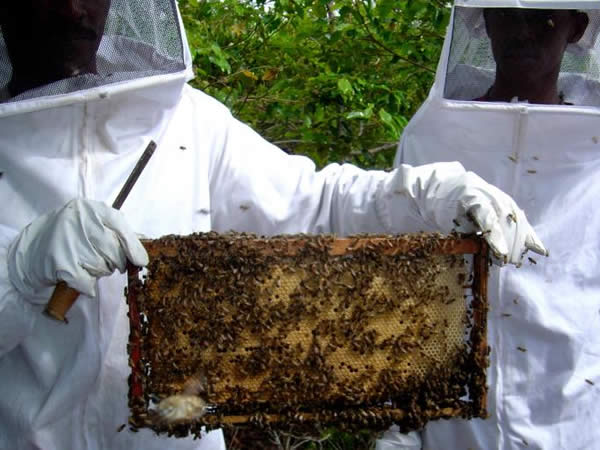 Incaper incentiva desenvolvimento de apicultura no município de Divino de São Lourenço