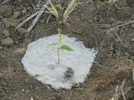 Nova tecnologia desenvolvida pela Fibria contribui para reduzir consumo de água no plantio de eucalipto