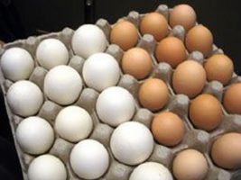 Ovos alcançam excelente evolução nos últimos dias