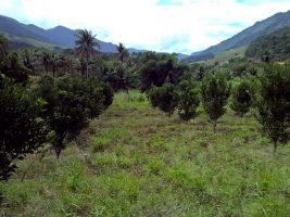 Incaper avalia tangerinas em diferentes porta-enxertos