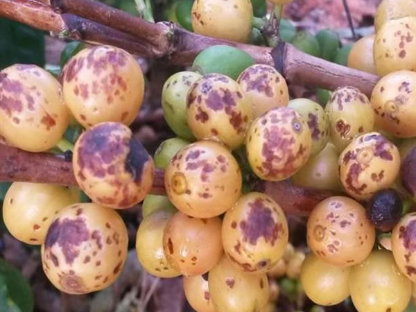 Manchas marrons em frutos, nova anormalidade em cafeeiros