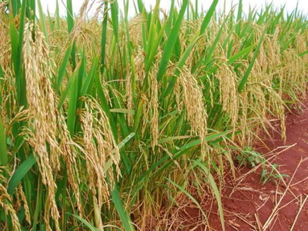 Preço do arroz cai, mas média mensal está 41% acima da de um ano atrás