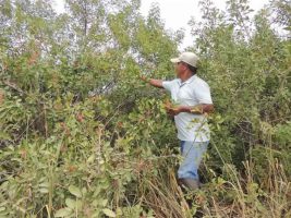 Aroeira: tradição e geração de renda em comunidades rurais capixabas