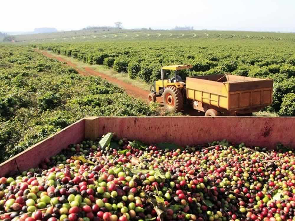 Baristas estrangeiros vão conhecer regiões brasileiras de cultivo de café