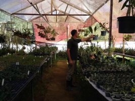 Produtor de orquídeas adota sistema de plantio sustentável