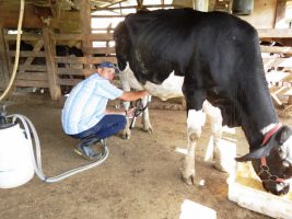 Pecuária é fortalecida com inovação no Torneio Leiteiro capixaba Pecuária é fortalecida com inovação no Torneio Leiteiro capixaba