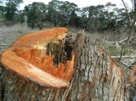 Desmatamento irregular é identificado em São José do Calçado